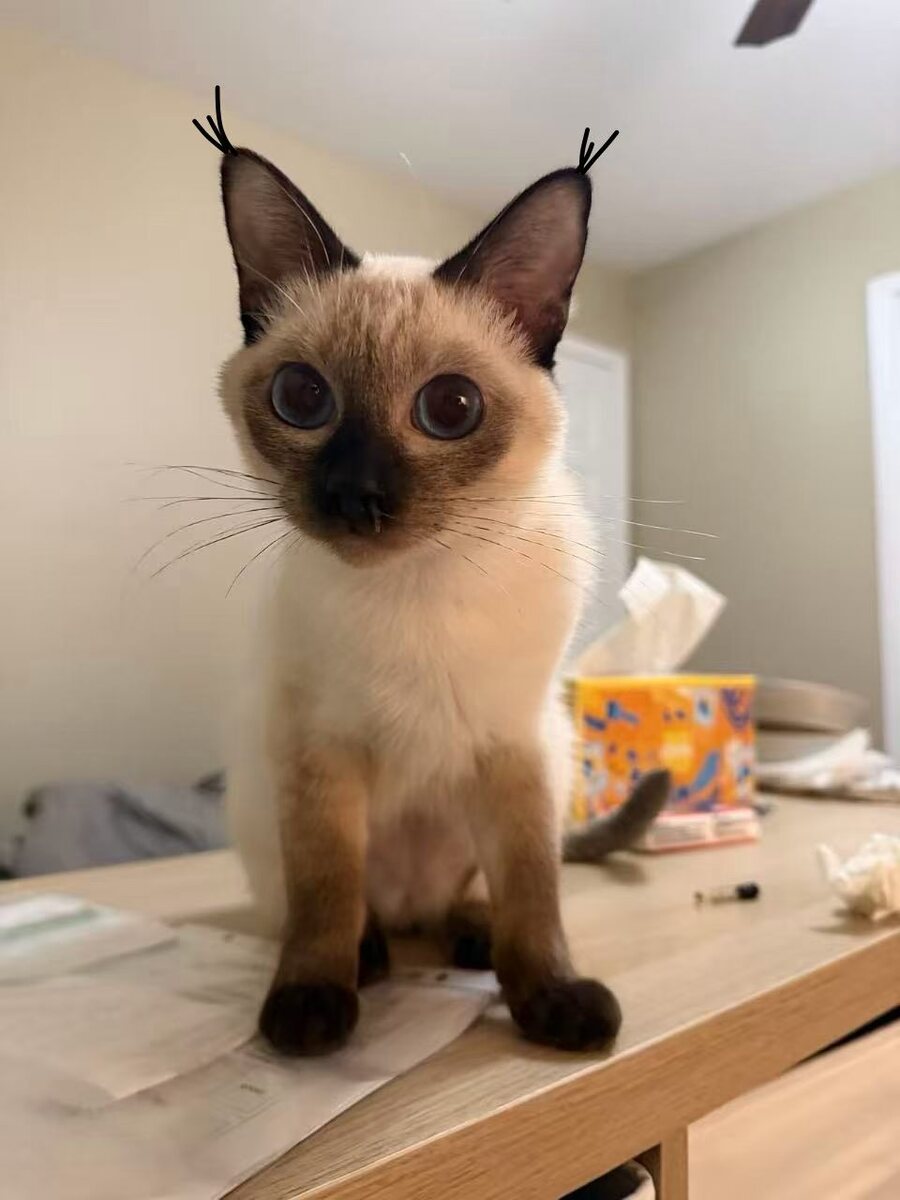 Dumpling the Siamese cat, photo 2 of 11