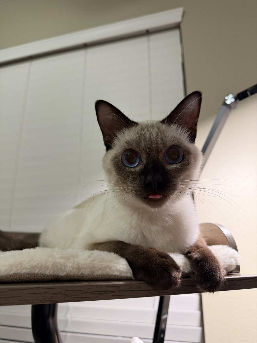 Dumpling the Siamese cat, photo 3 of 11