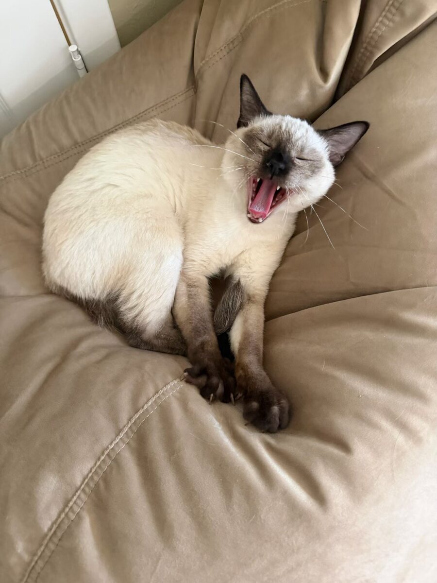 Dumpling the Siamese cat, photo 4 of 11