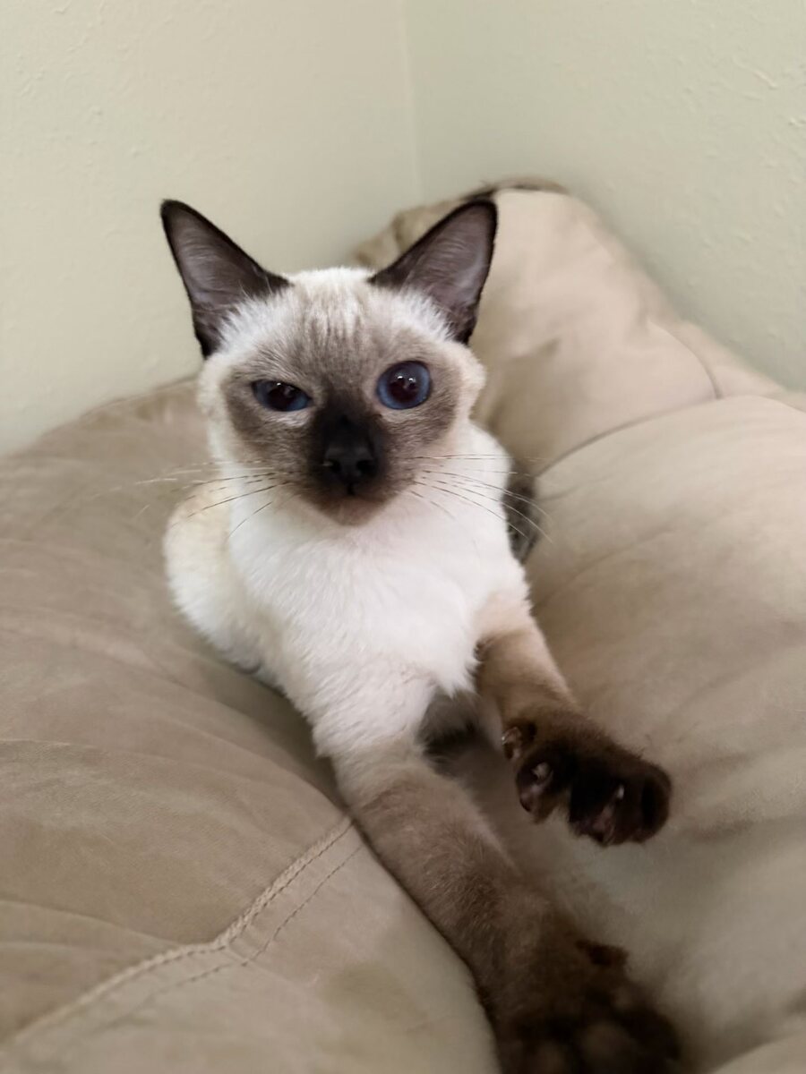 Dumpling the Siamese cat, photo 5 of 11