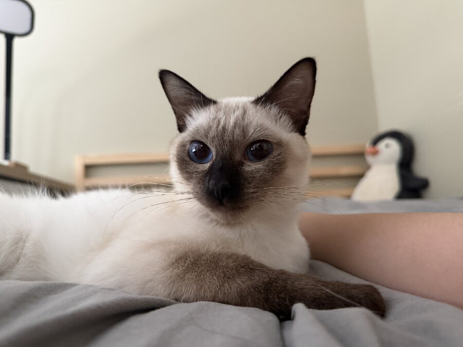 Dumpling the Siamese cat, photo 6 of 11