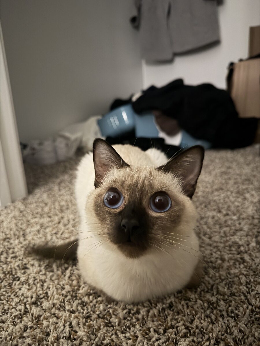 Dumpling the Siamese cat, photo 7 of 11
