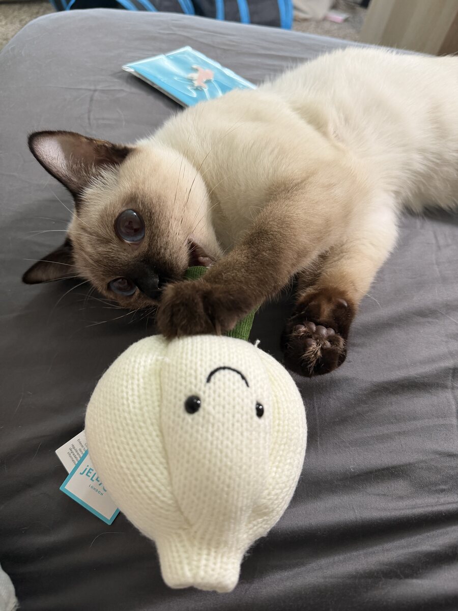 Dumpling the Siamese cat, photo 8 of 11