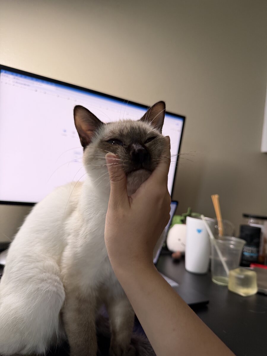 Dumpling the Siamese cat, photo 9 of 11