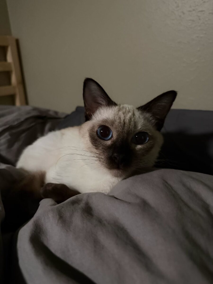 Dumpling the Siamese cat, photo 10 of 11