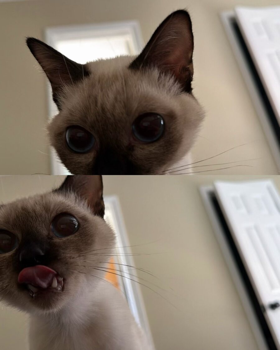 Dumpling the Siamese cat, photo 11 of 11